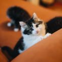 Photo of Crinkle