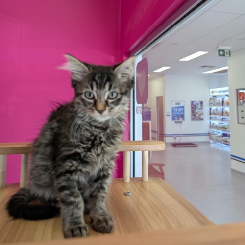 Edea meet me@Petstock Clyde north store