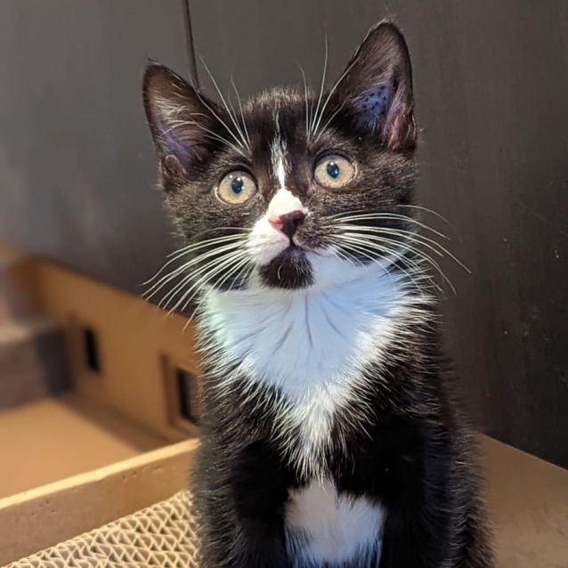 Gara Meet me PetStock Mornington 😽 Female Domestic Short Hair Cat