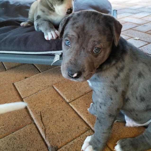 Photo of D886 Chrissy