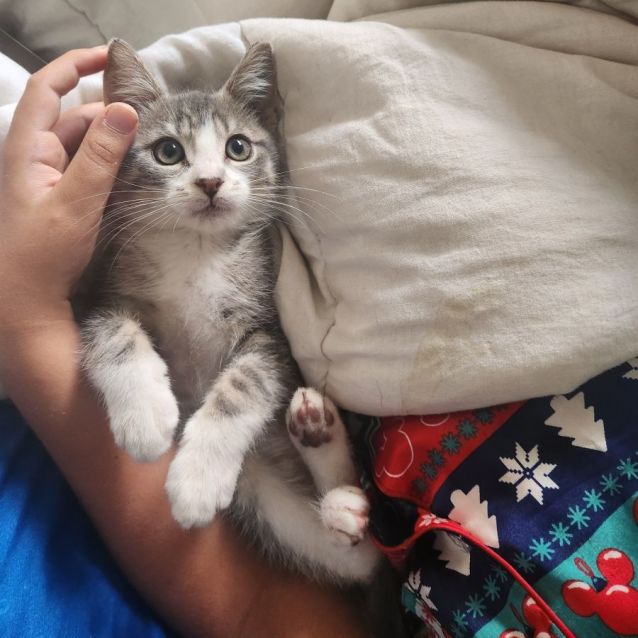 Photo of Christoff Aka Snowball (My Son Calls Him Snowball)