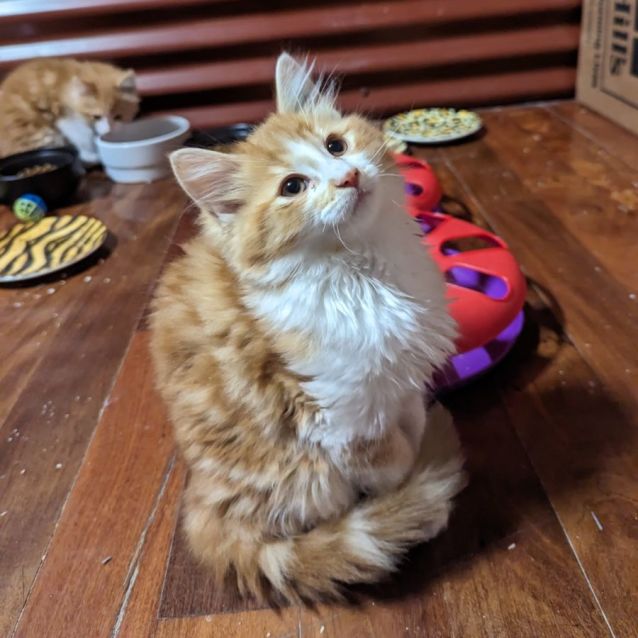 Photo of Spot