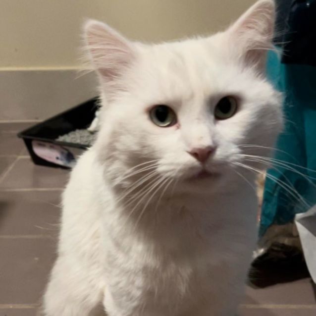 Photo of Noodles
