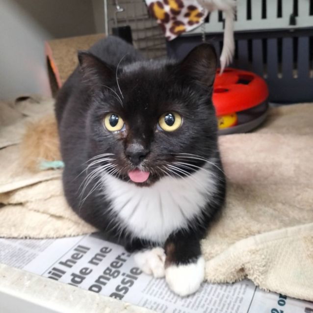 Photo of Oreo The First