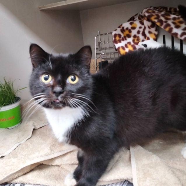 Photo of Oreo The First
