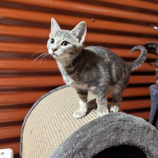 Photo of Linka