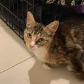 Photo of Hudini