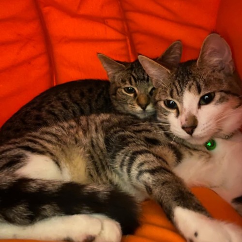 No photo for Titan * 9 Lives Project Rescue* 💙
