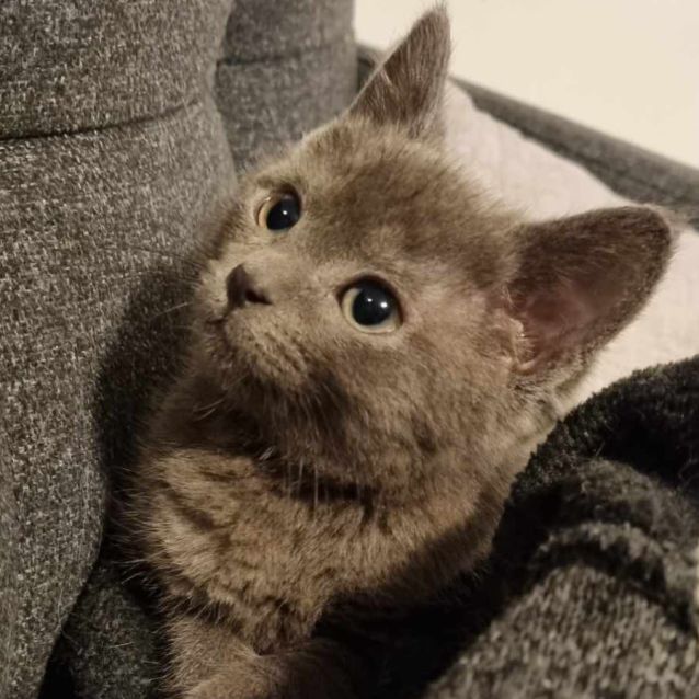 Photo of Taro   Located In Preston