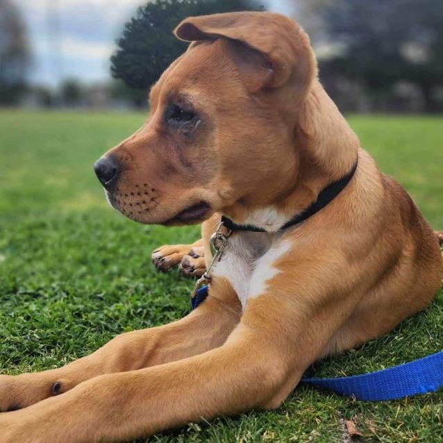 Petbarn bark collar new arrivals