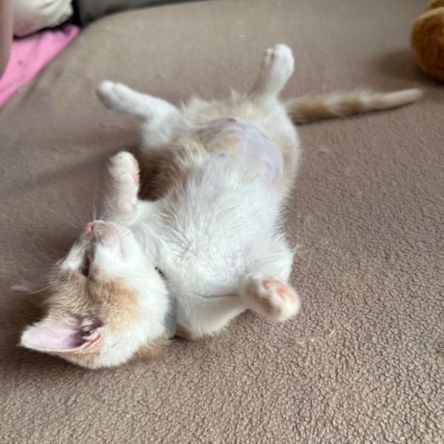 Photo of Princess Diana