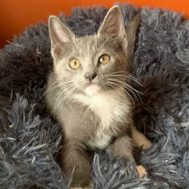 Photo of Portia 🐾🩷🩷🐾