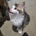 Photo of Mojito