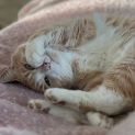 Photo of Cotton