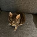 Photo of Meow Meow