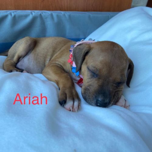 Ariah