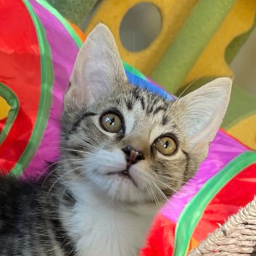 George Foreman meet me@Petstock Chelsea store