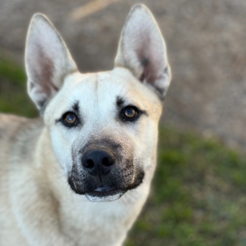 No photo for Flufferson