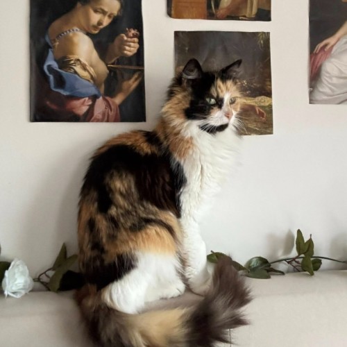 No photo for Fifi