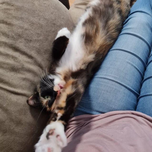 Photo of Jazz ^^Dandy Cat Rescue^^