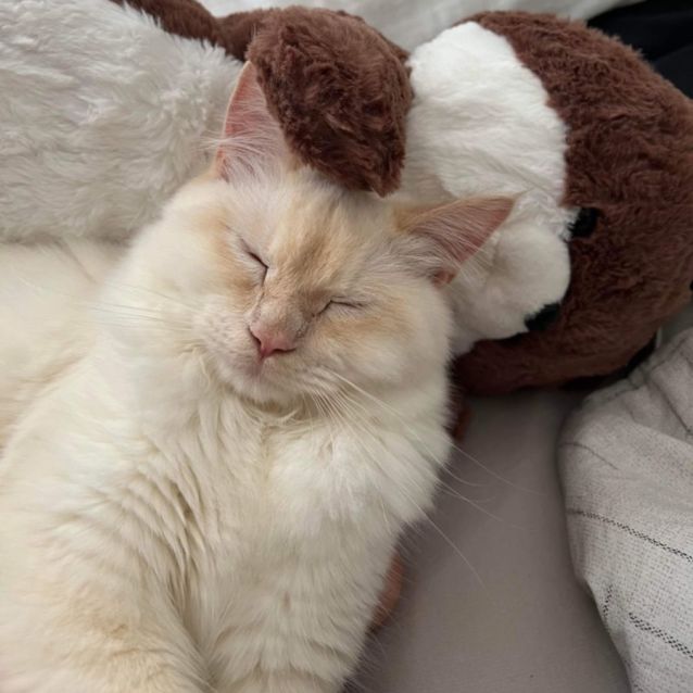 Photo of Puck