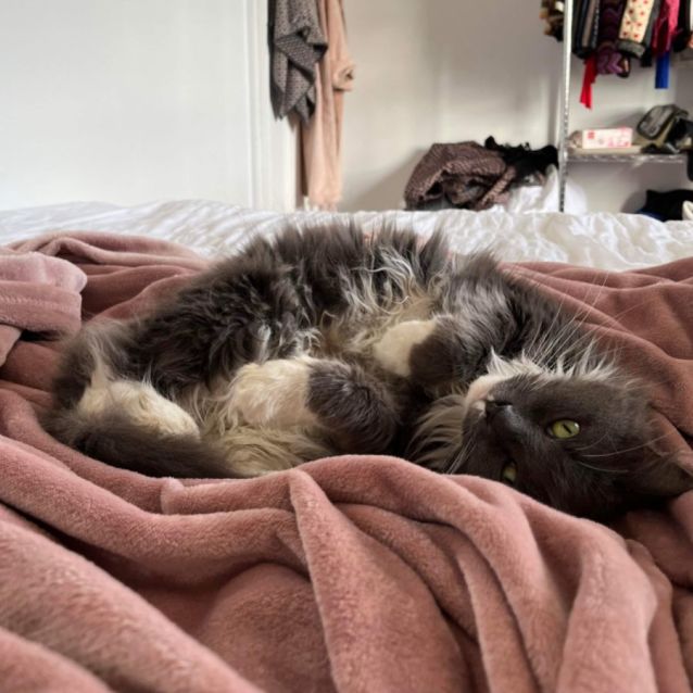 Photo of Milo M *9 Lives Project Rescue*