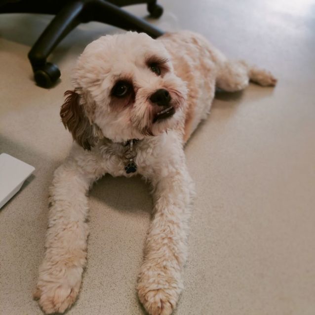 Photo of 🐶Gordon C04545 🐶