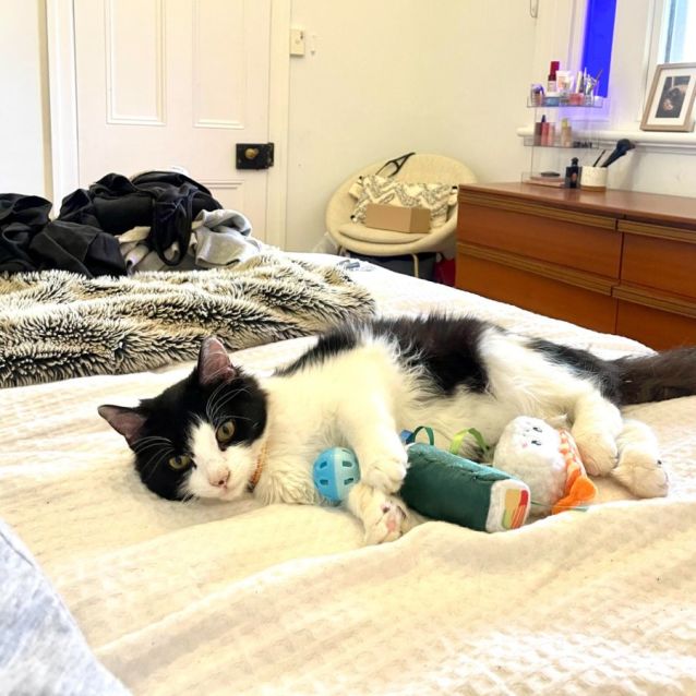 Photo of Ziggy *9 Lives Project Rescue*