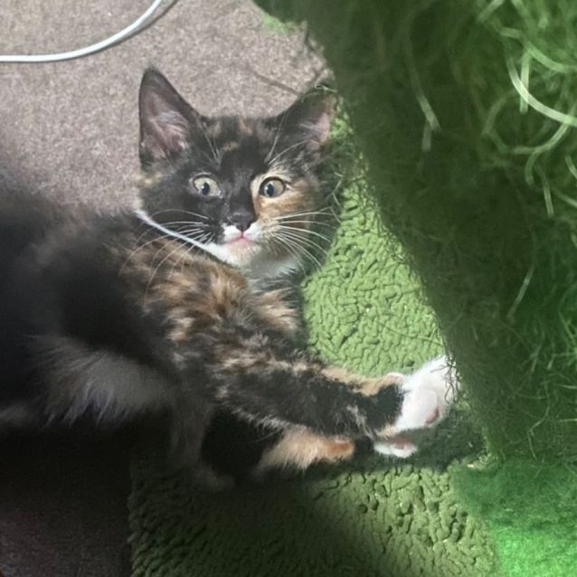 Photo of Misfire **2nd Chance Cat Rescue**