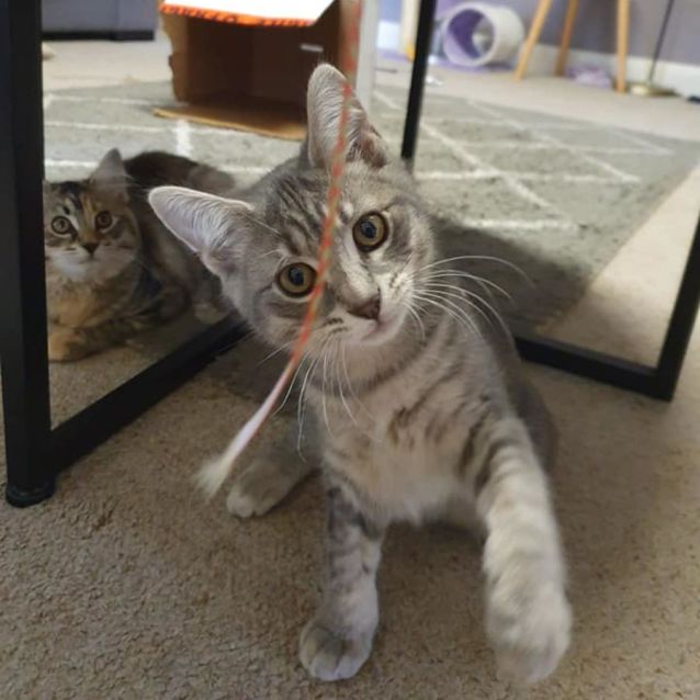 Photo of Jemaine *9 Lives Project Rescue*