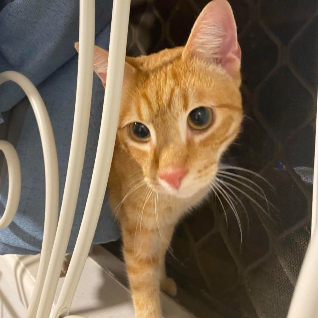 Photo of Tigger
