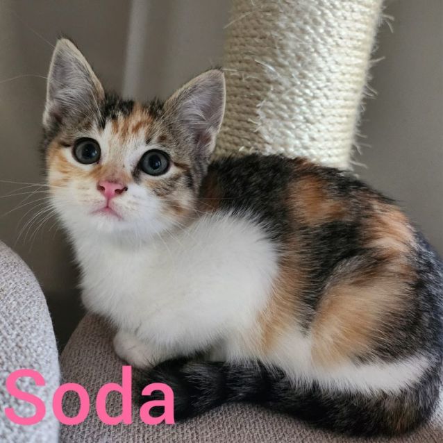 Photo of Soda