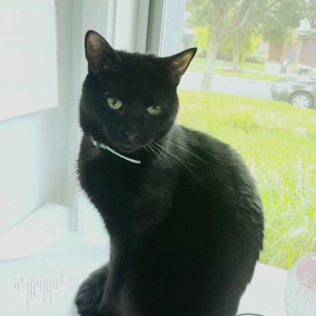 Photo of Buddy