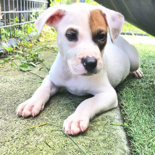 Photo of D960 Dallas