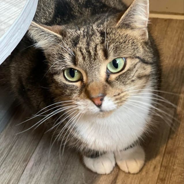 Photo of Johanna **2nd Chance Cat Rescue**