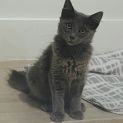 Photo of Sage