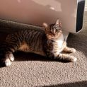 Photo of Olympia And Lisa **2nd Chance Cat Rescue**