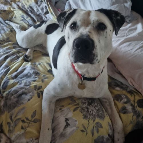 Clarabelle
