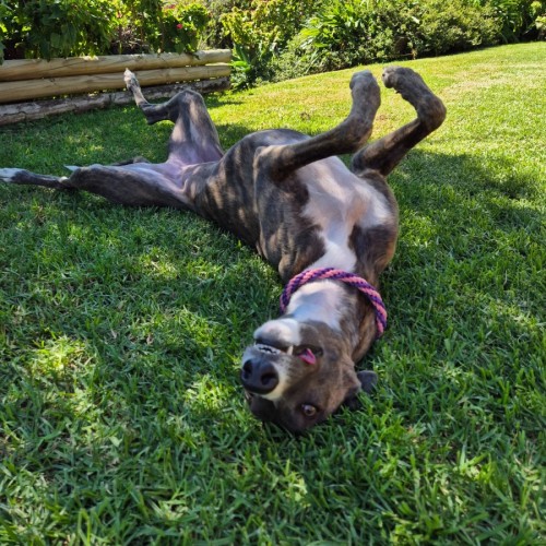 Zoe, the 1year old greyhound