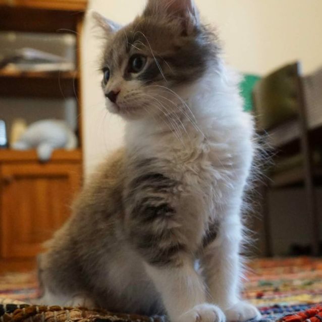 Photo of Chungus (Located In Hawthorn)