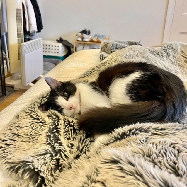 Photo of Ziggy *9 Lives Project Rescue*