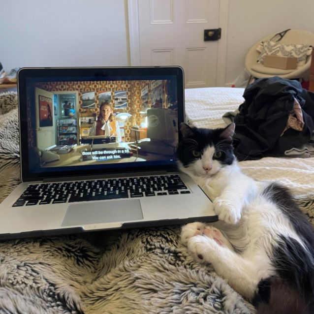 Photo of Ziggy *9 Lives Project Rescue*