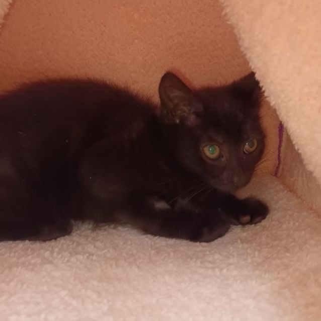 Photo of Koda **2nd Chance Cat Rescue**