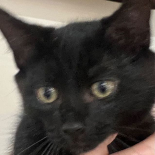 Cupid Meet mePetstock Mornington Central Female Ragdoll Mix Cat in