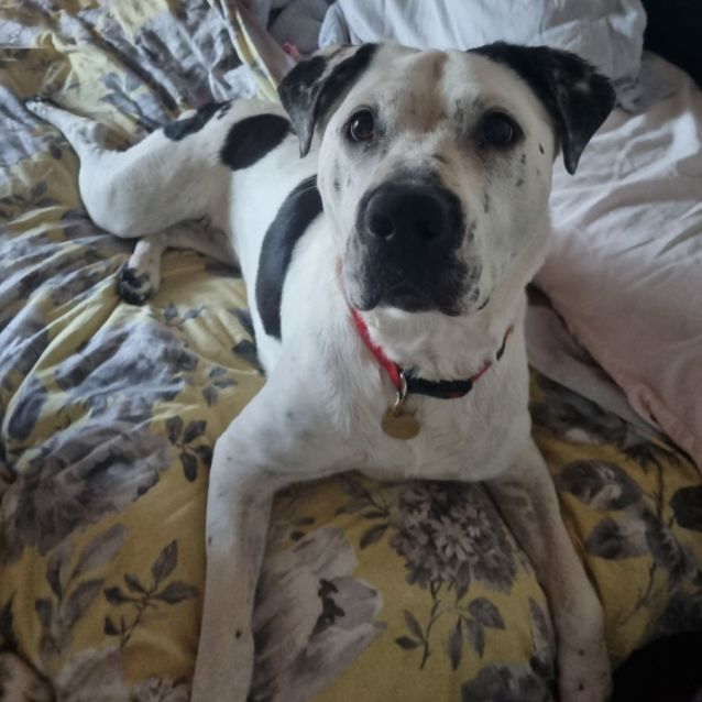 Photo of Clarabelle