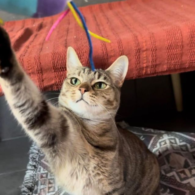 Photo of Luna *9 Lives Project Rescue*