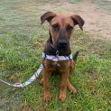 Photo of Nali