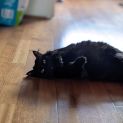 Photo of Nixie