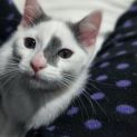 Photo of Hedwig