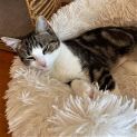 Photo of Giselle ^Dandy Cat Rescue^